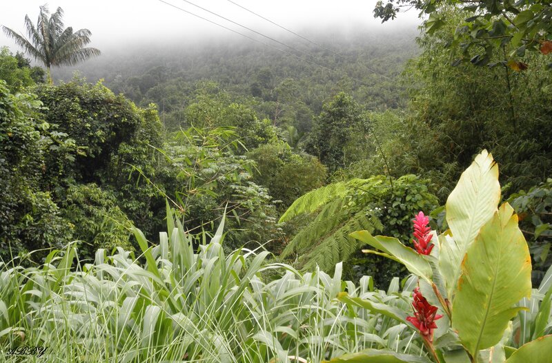 Tropical Forest Landscape — Green, Misty