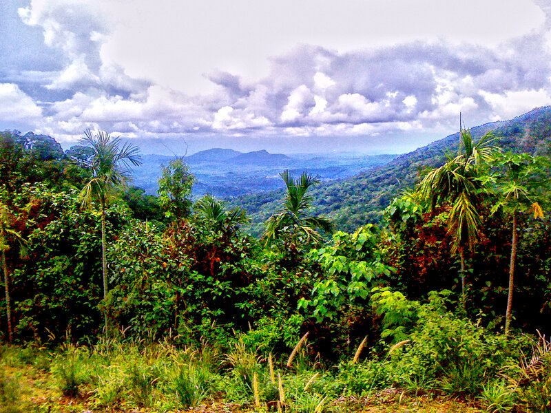 Tropical Forest Landscape — Green, Serene