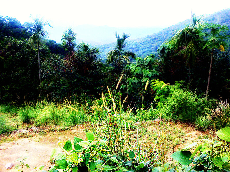 Tropical Forest Landscape — Green