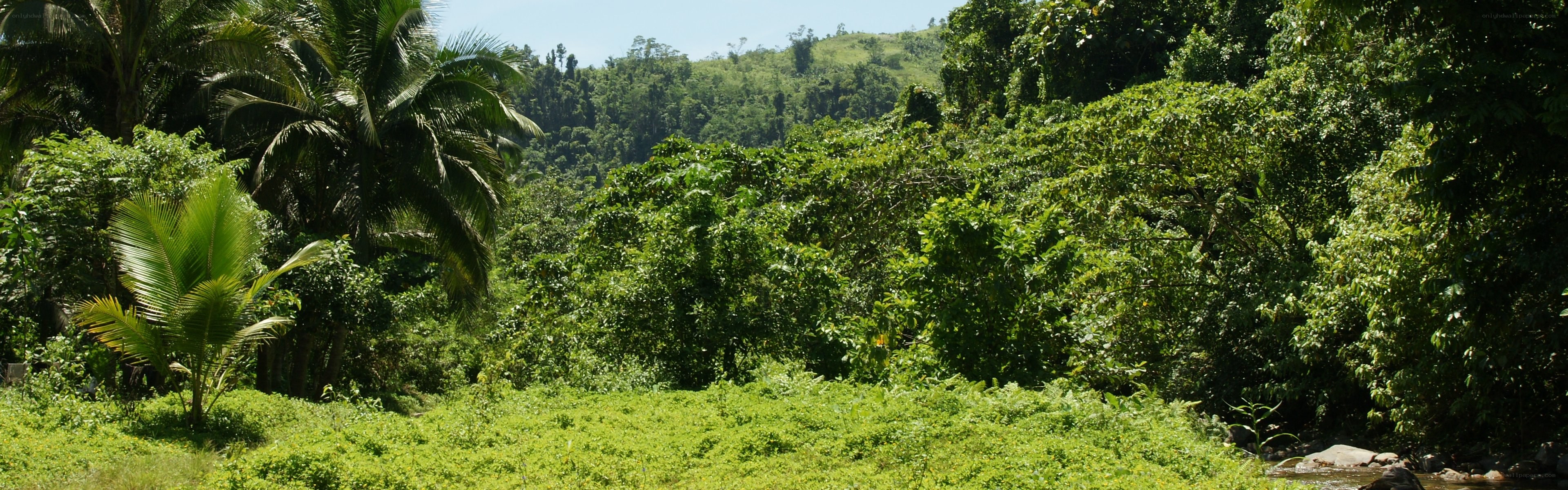 tropical forest landscape