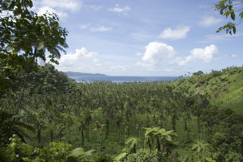 tropical forest overlooking the ocean