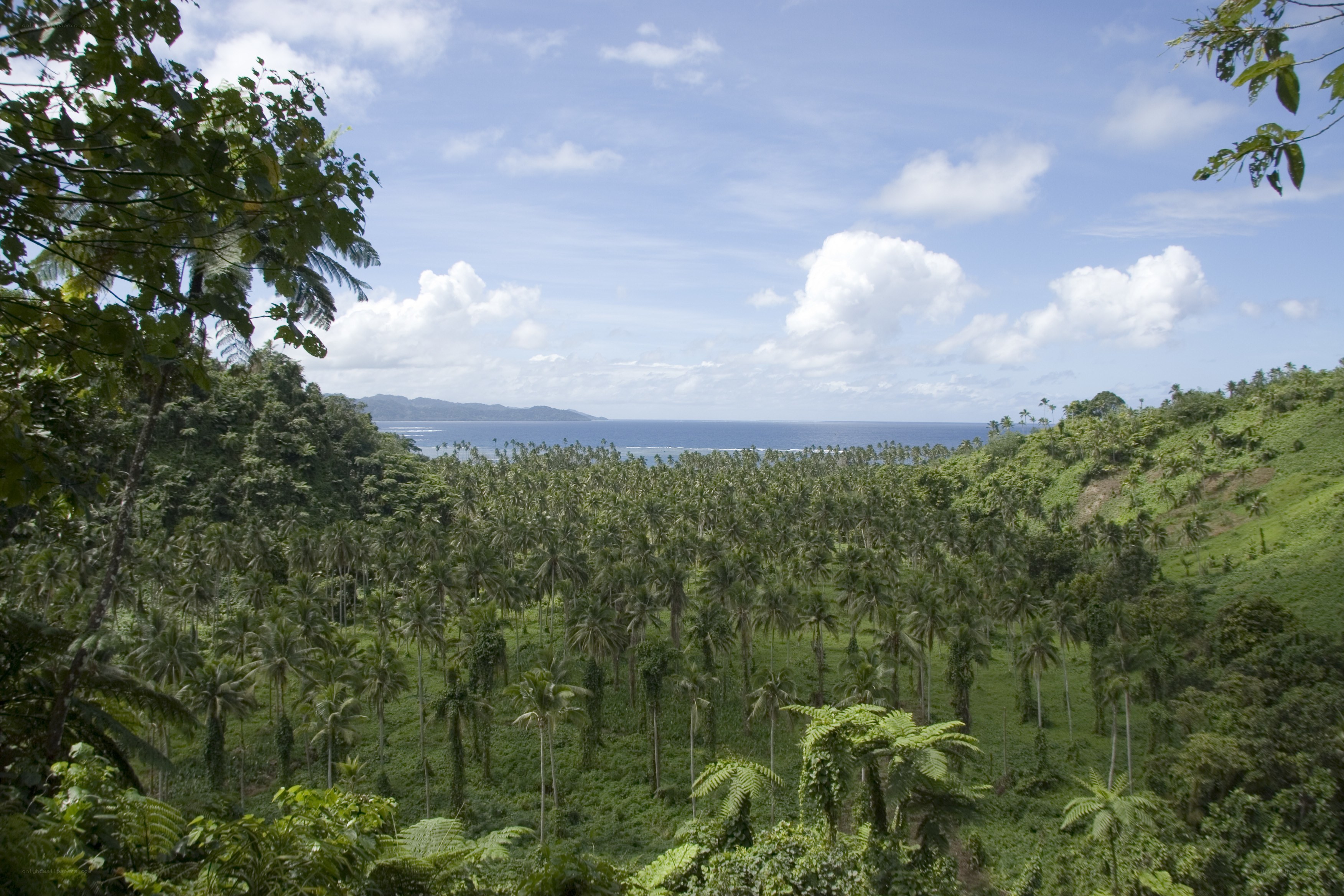 tropical forest overlooking the ocean