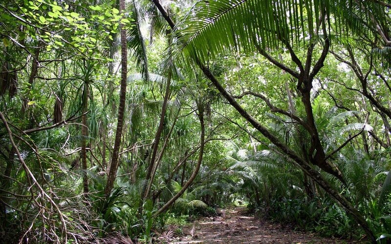 Tropical forest path