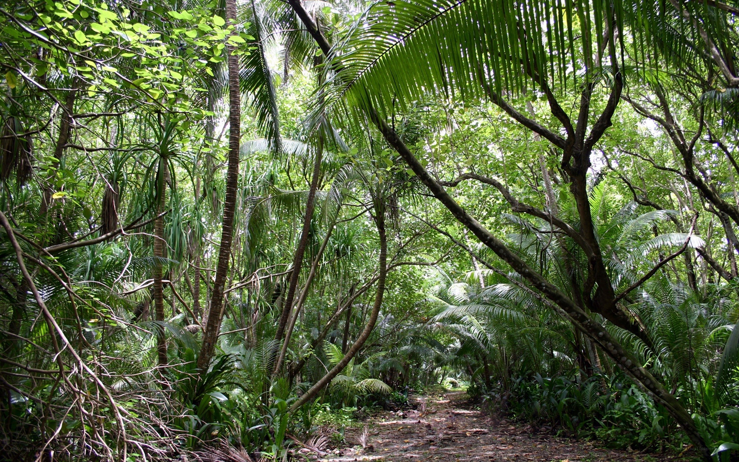 Tropical forest path