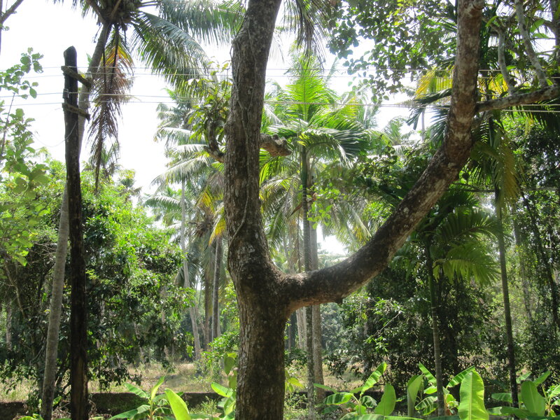 Tropical Forest Scene — Green