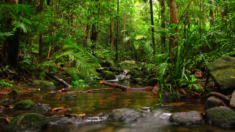 Tropical forest stream