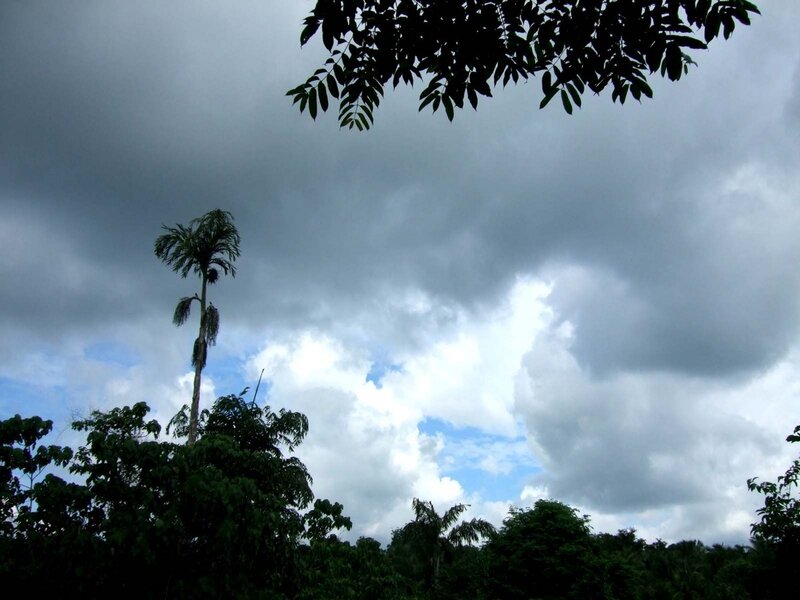 Tropical forest under cloudy sky