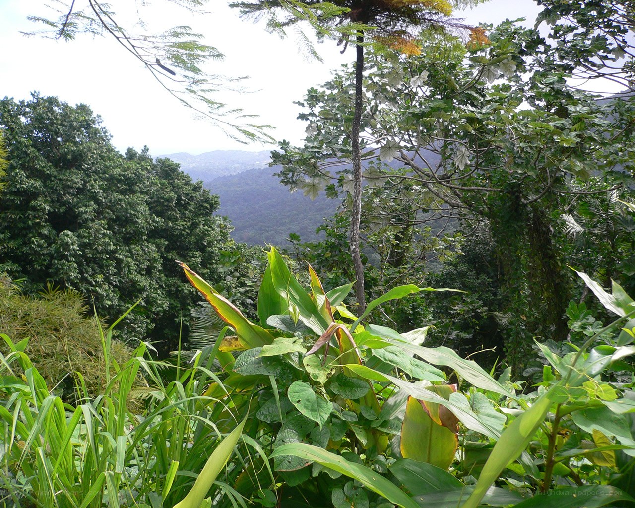 tropical forest view