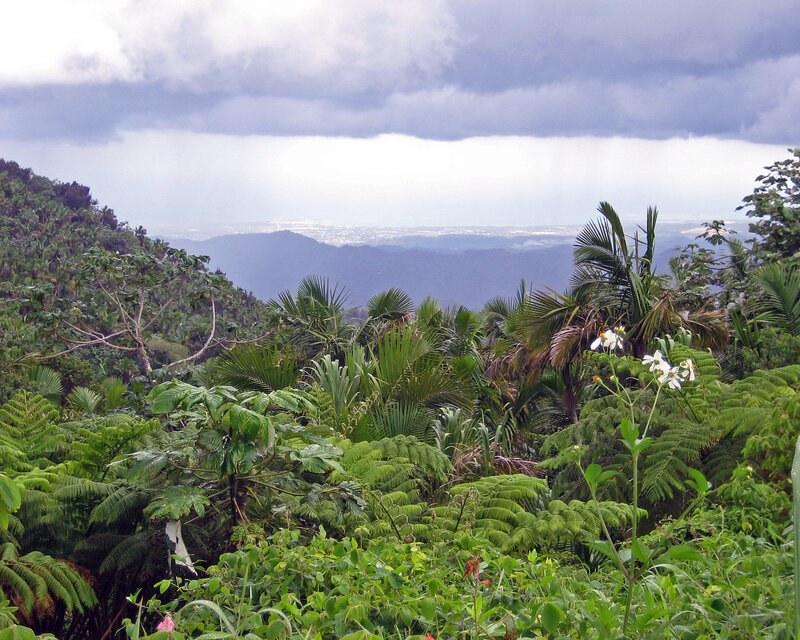 Tropical forest with distant mountains