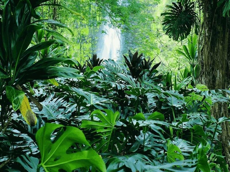 Tropical Forest with Waterfall
