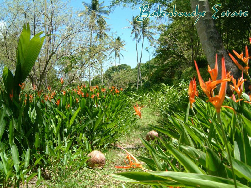 Tropical garden at Balenbouche Estate