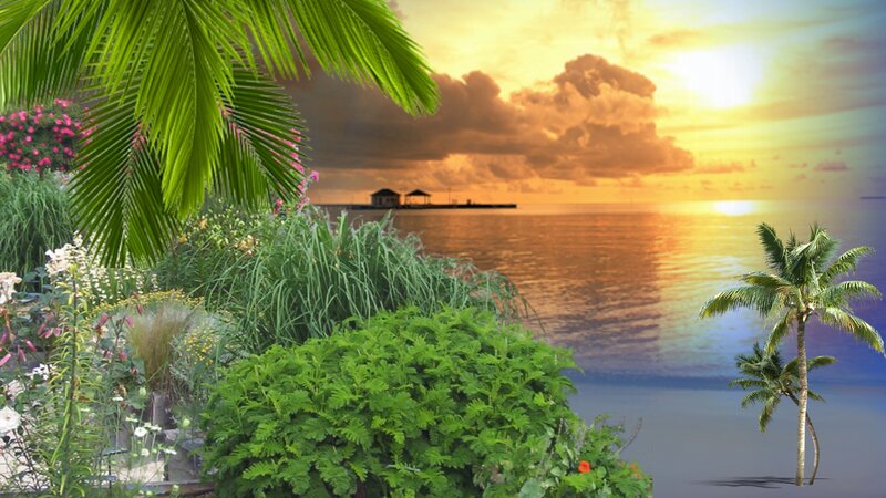 Tropical Garden at Sunset