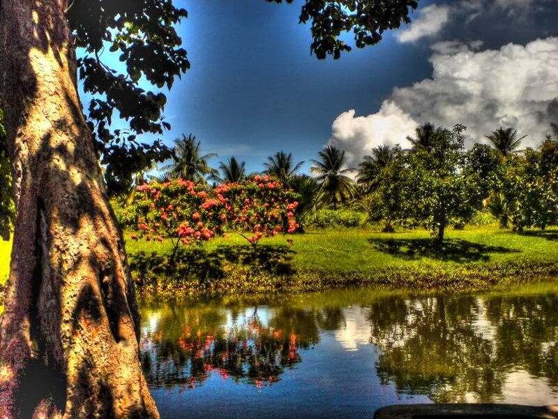 Tropical garden by the pond