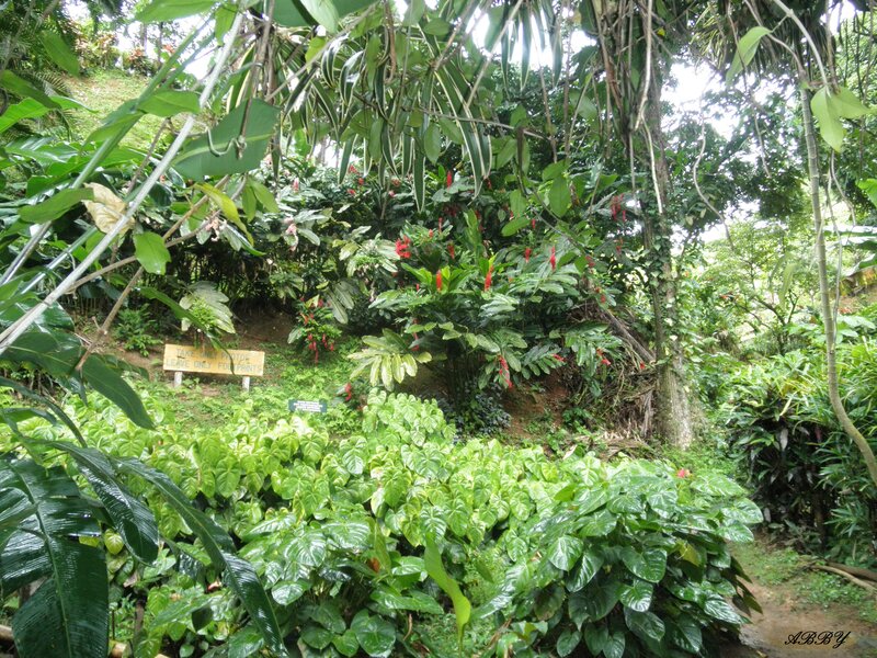Tropical Garden Foliage