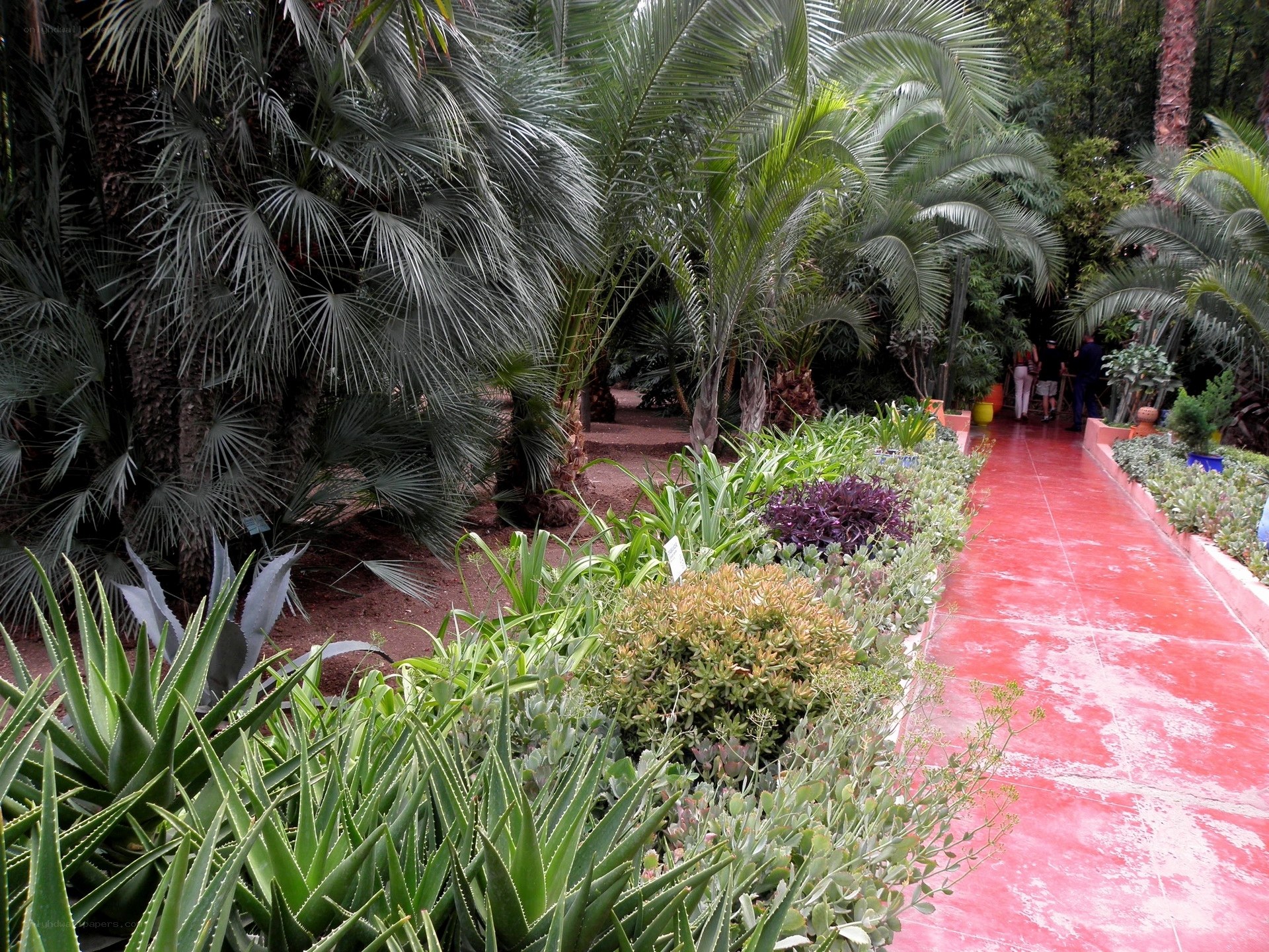 Tropical garden path