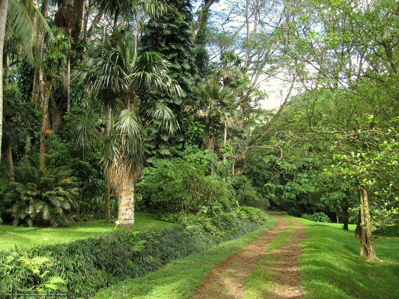 tropical garden path