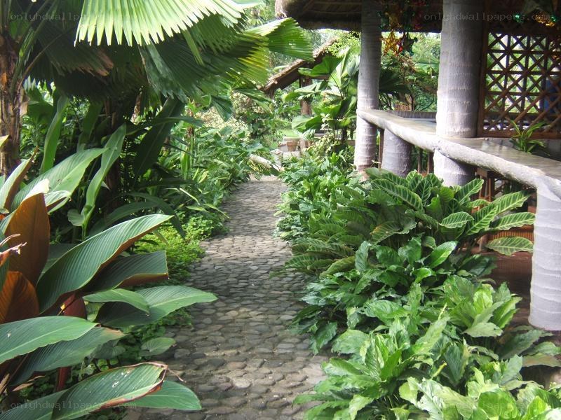Tropical garden path