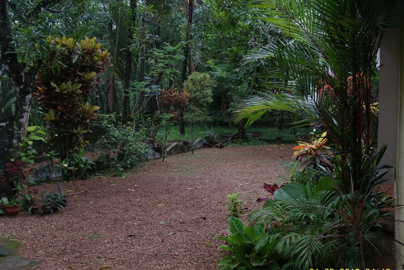 Tropical garden path