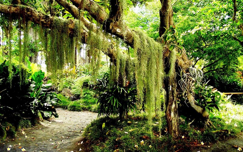 Tropical Garden Path — Green, Serene, Afternoon