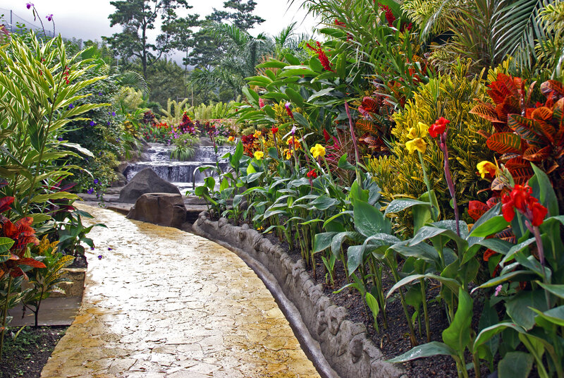 Tropical Garden Path — Green, Serene, Morning