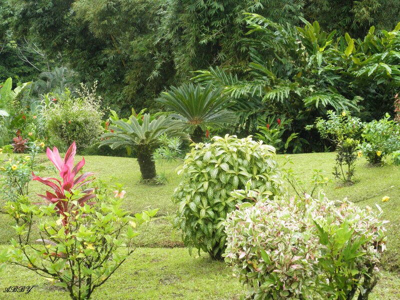 Tropical Garden Plants