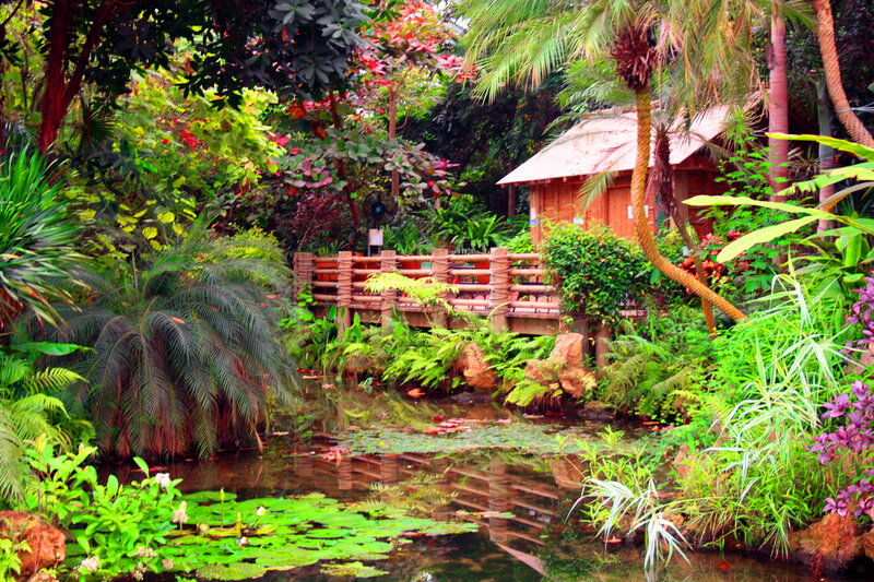 Tropical Garden Pond — Green, Serene, Afternoon