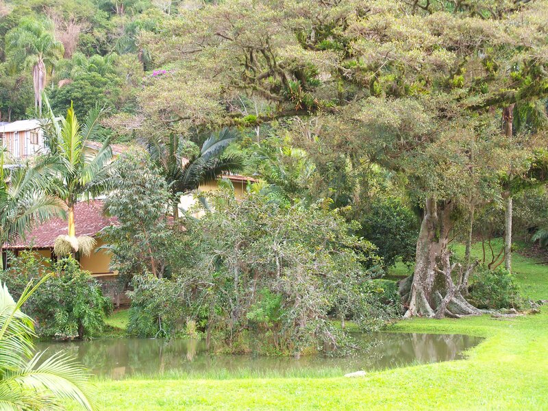 Tropical Garden Pond — Green