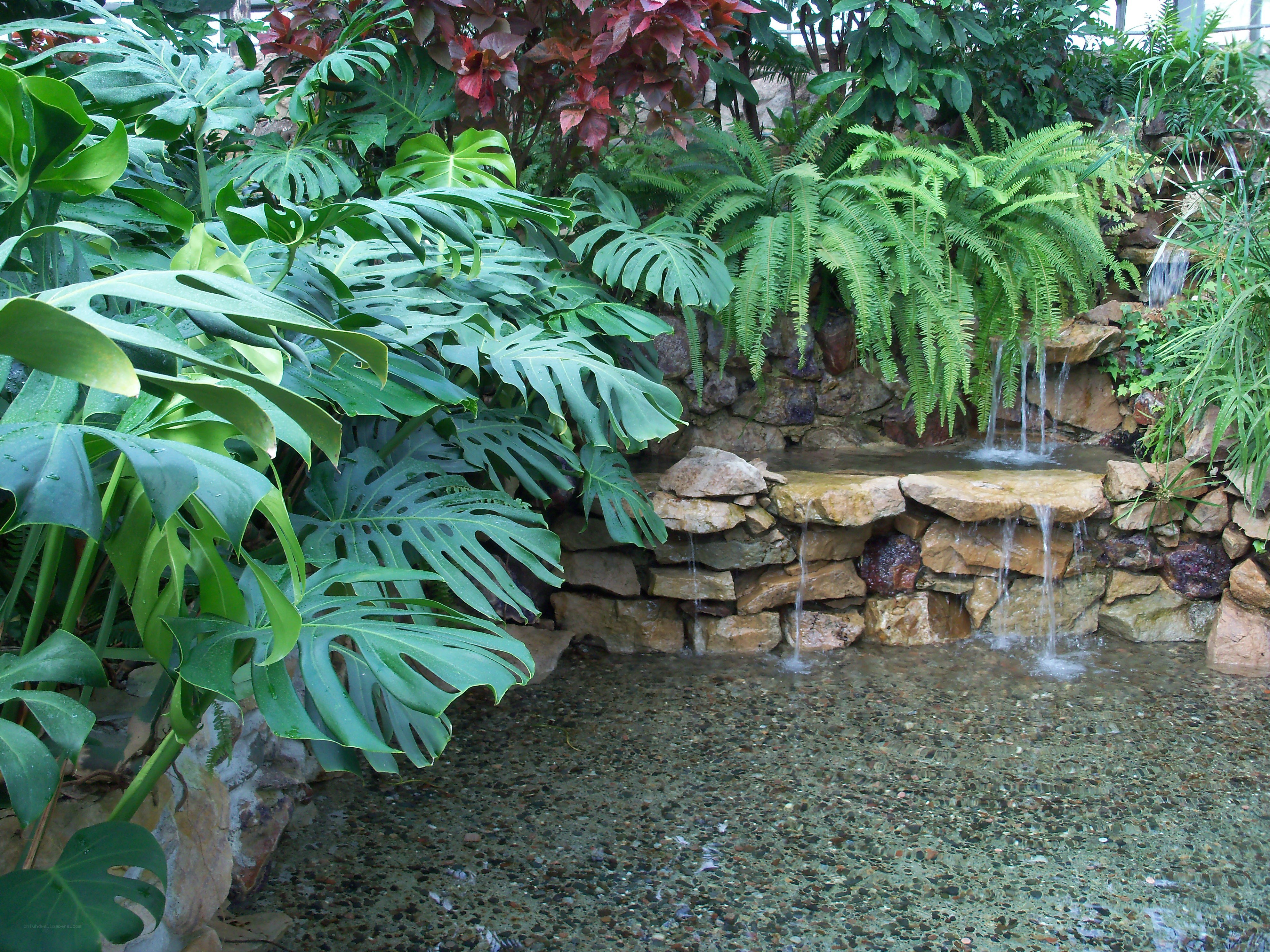 tropical garden waterfall