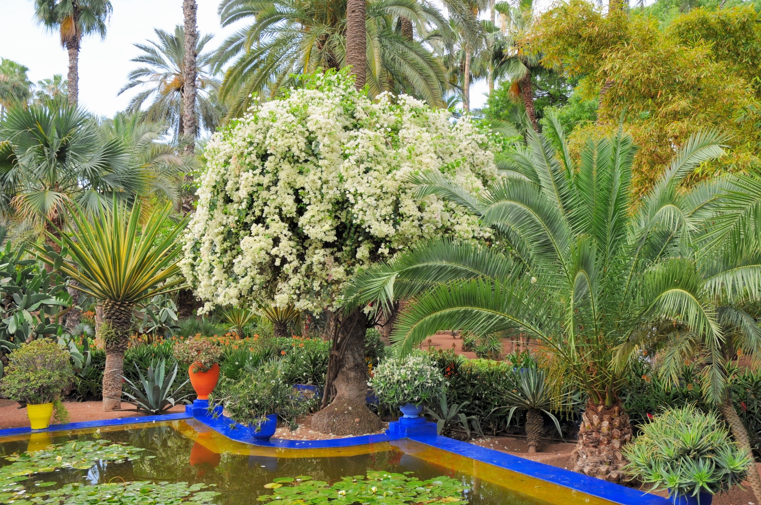 tropical garden with blooming tree
