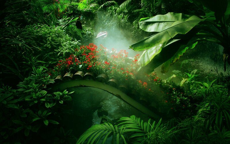 Tropical Garden with Bridge