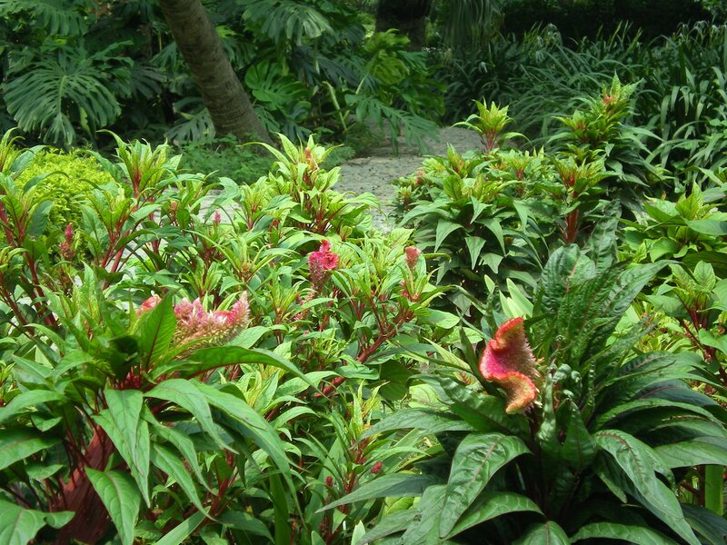 Tropical garden with colorful plants
