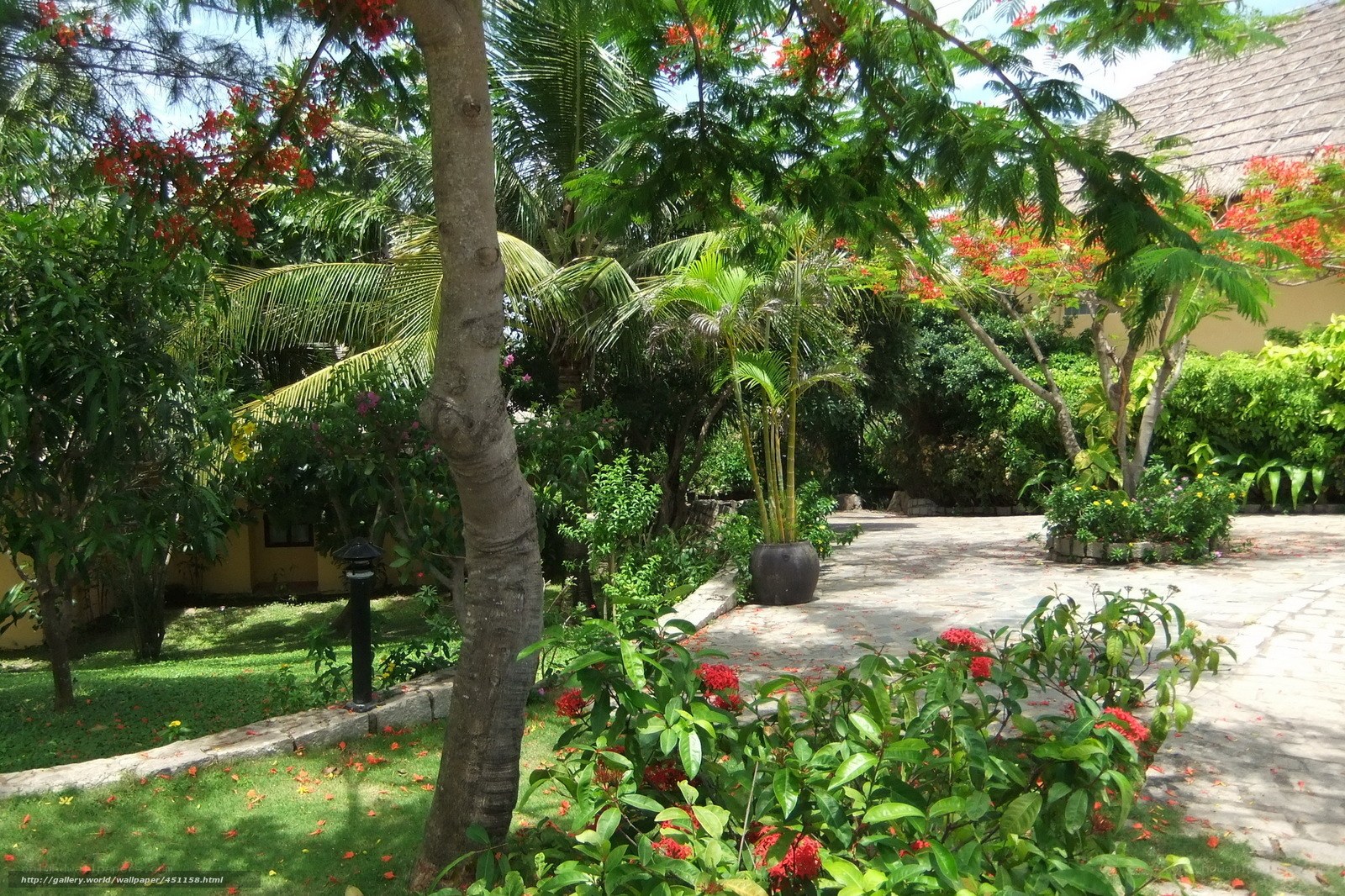 Tropical garden with flowering trees
