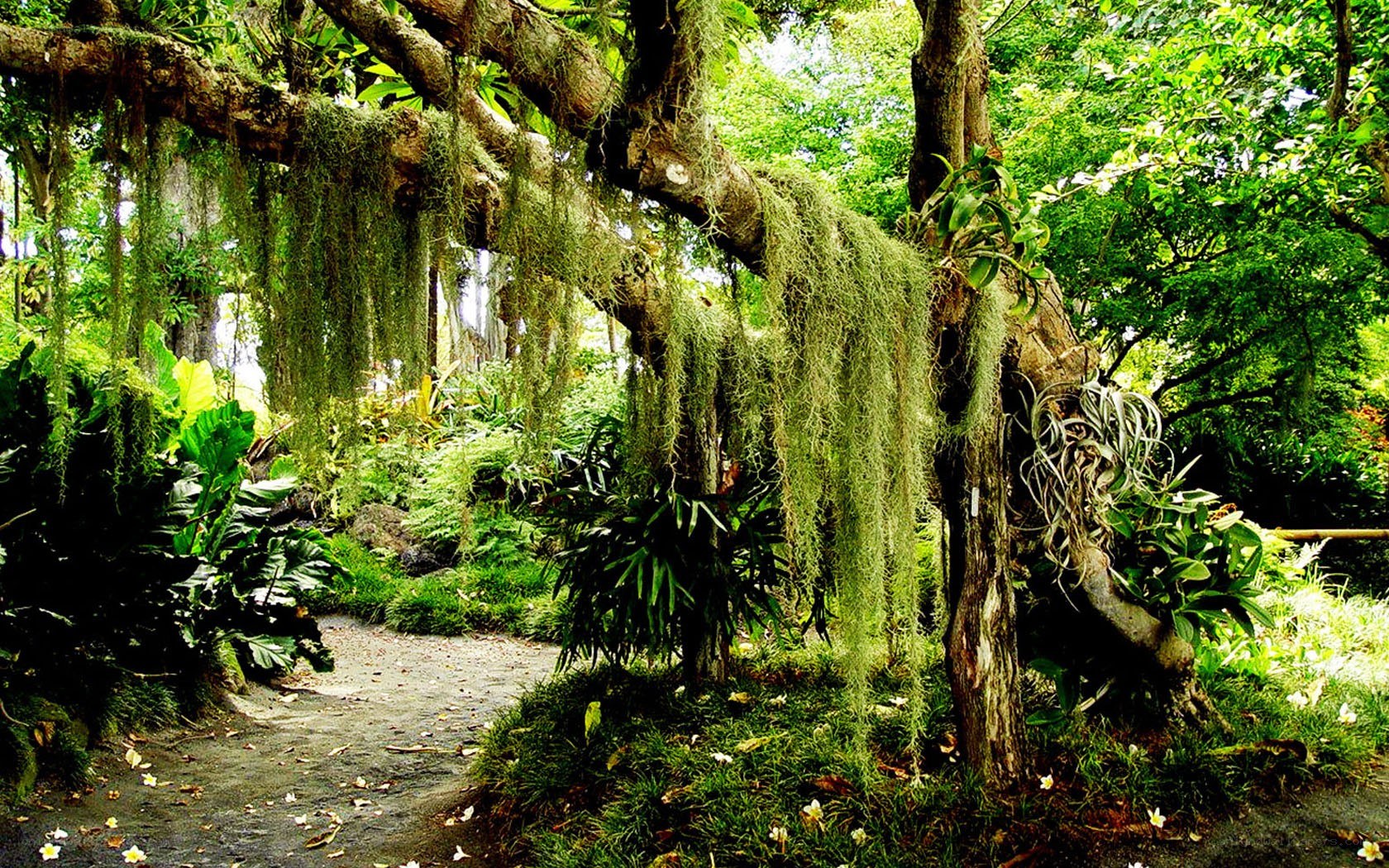 Tropical garden with hanging moss