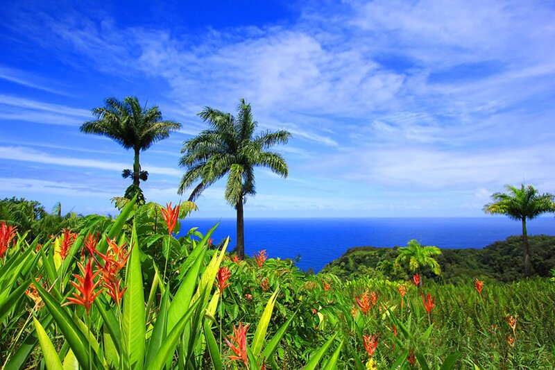Tropical Garden with Ocean View