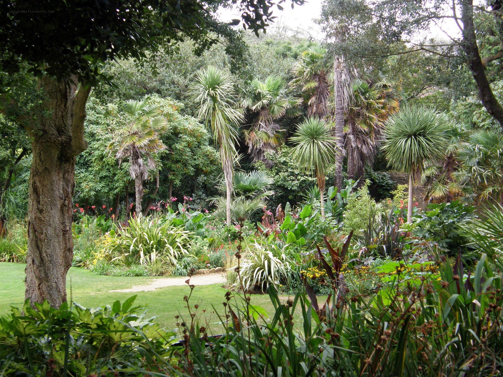 tropical garden with palm trees