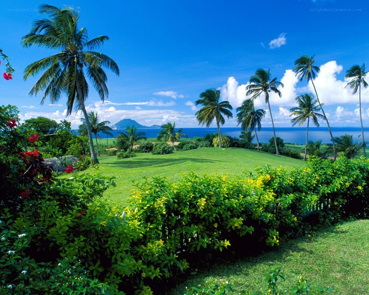 Tropical garden with palm trees