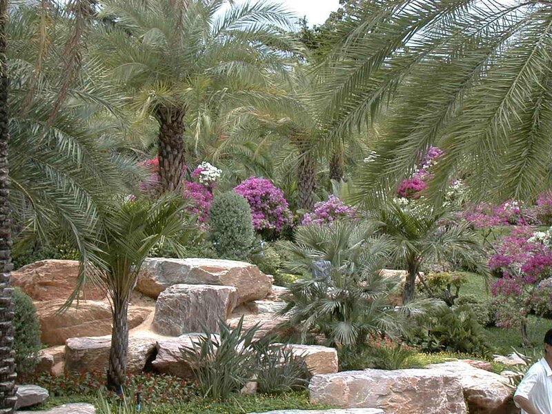 tropical garden with palm trees
