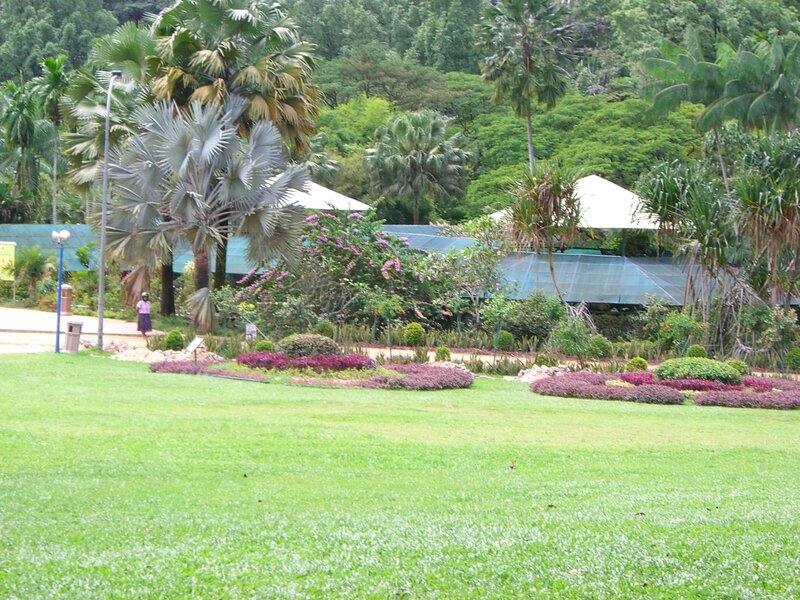 tropical garden with palm trees