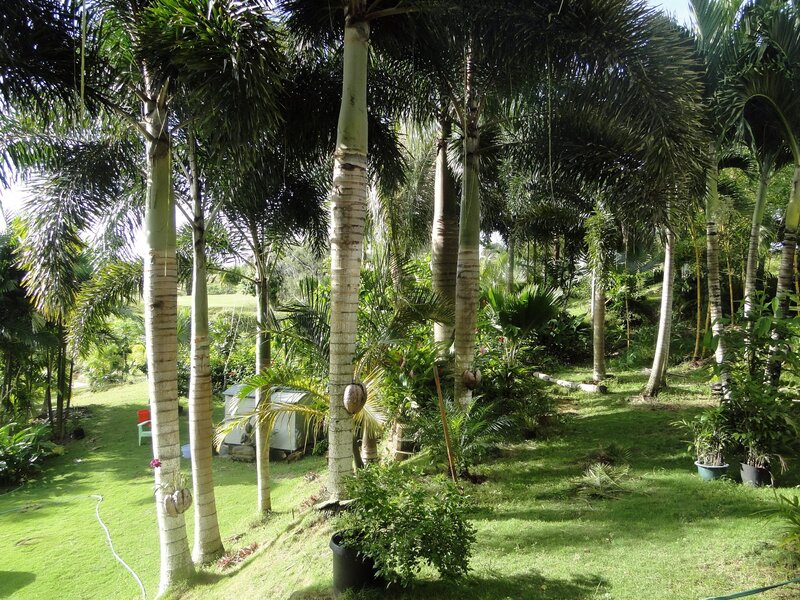 Tropical garden with palm trees