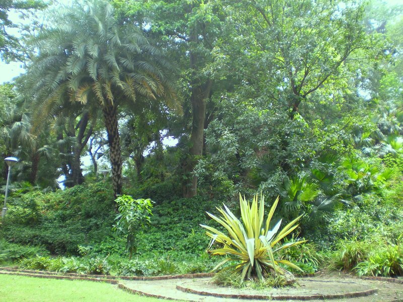 Tropical garden with palm trees