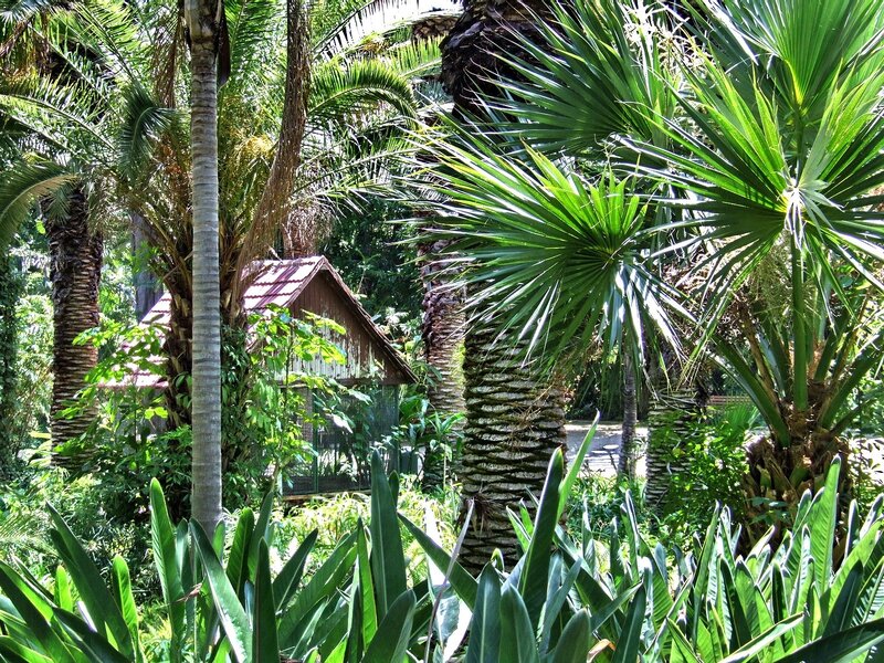 tropical garden with palm trees