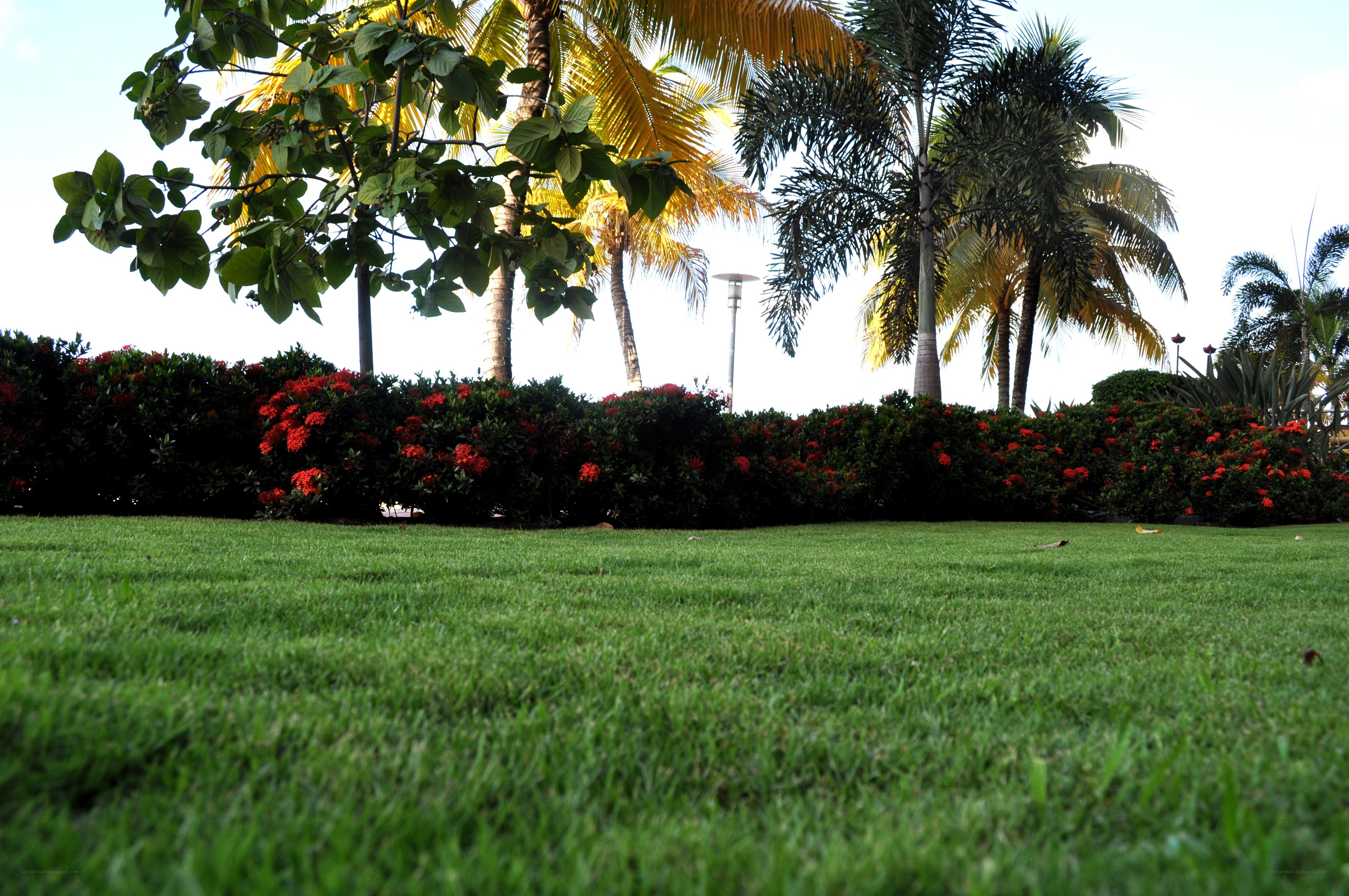 tropical garden with palm trees
