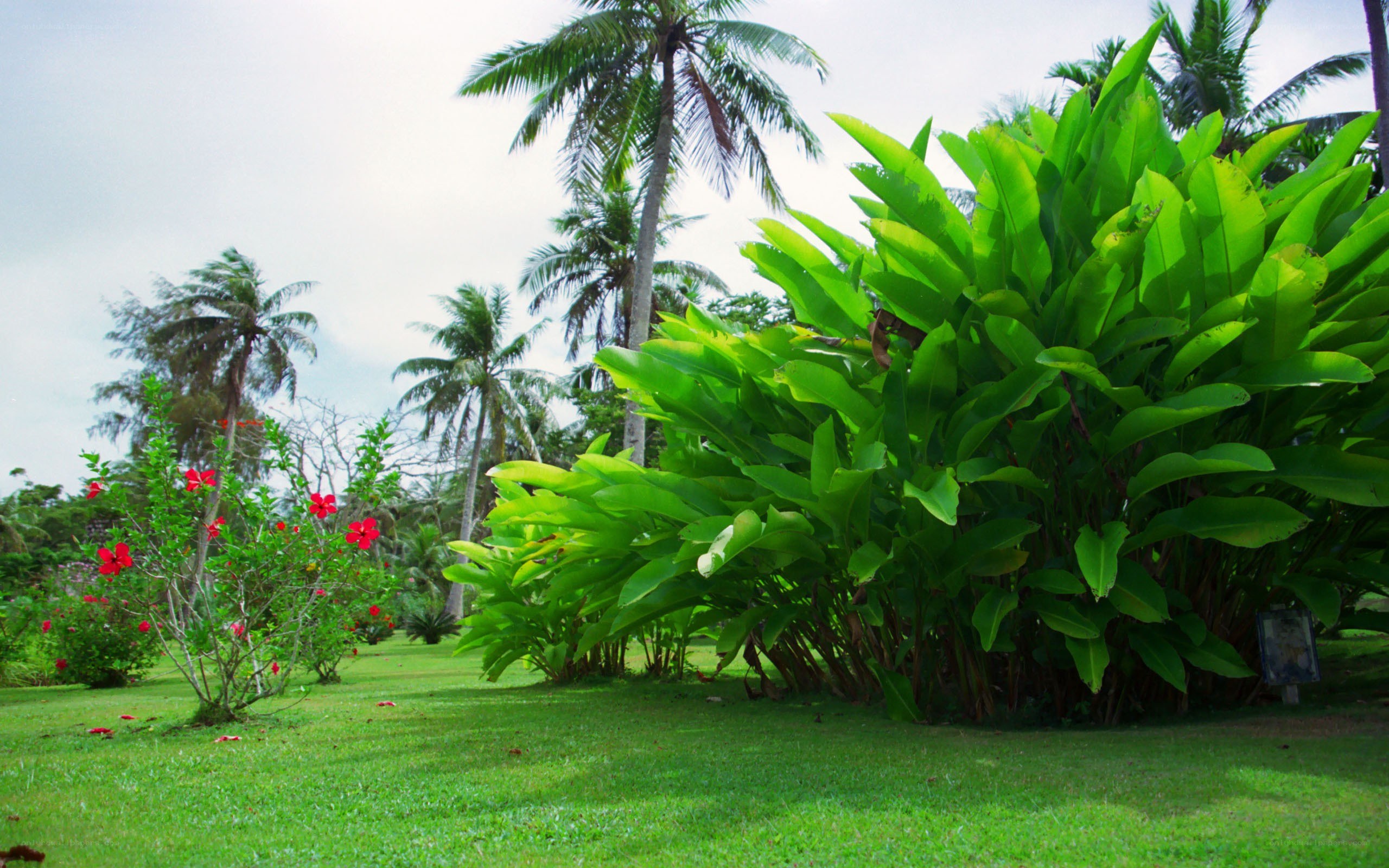 Tropical garden with palm trees