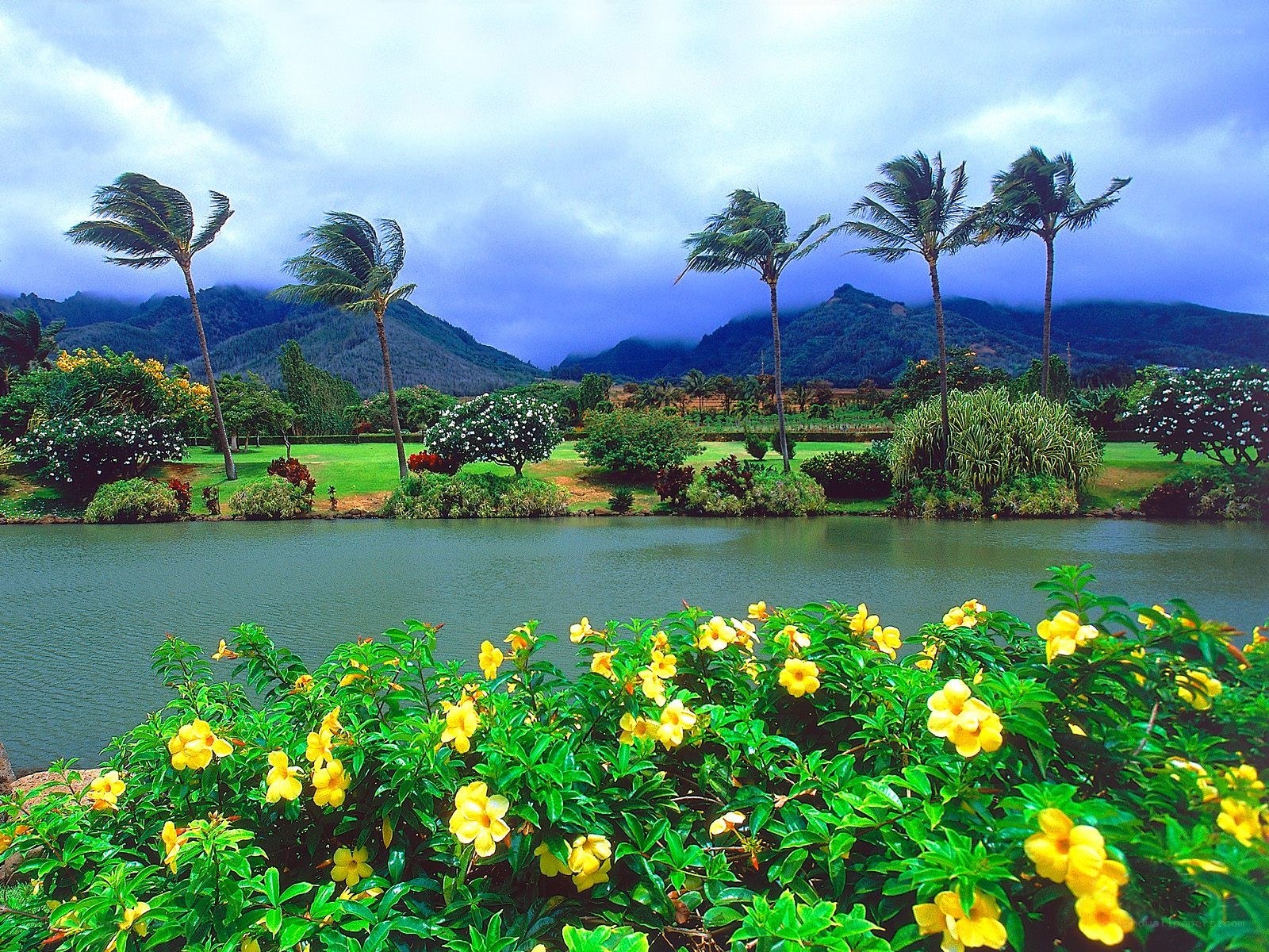 tropical garden with palm trees