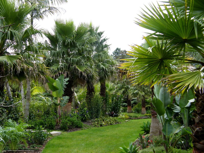 Tropical Garden with Palm Trees — Green, Serene, Afternoon, Photograph