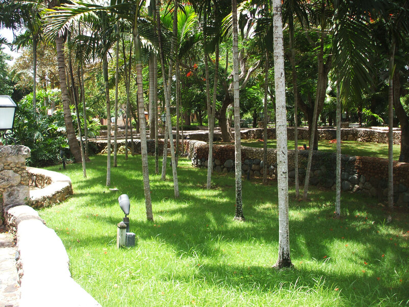 Tropical Garden with Palm Trees — Green