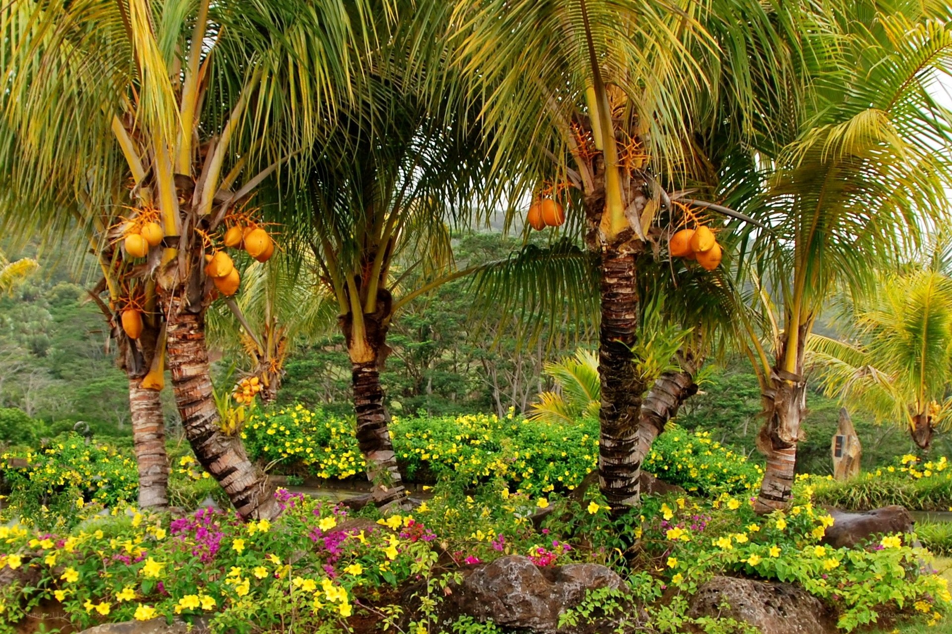 Tropical garden with palm trees