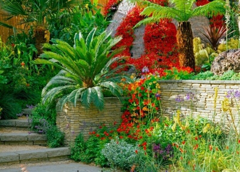 Tropical Garden with Plants
