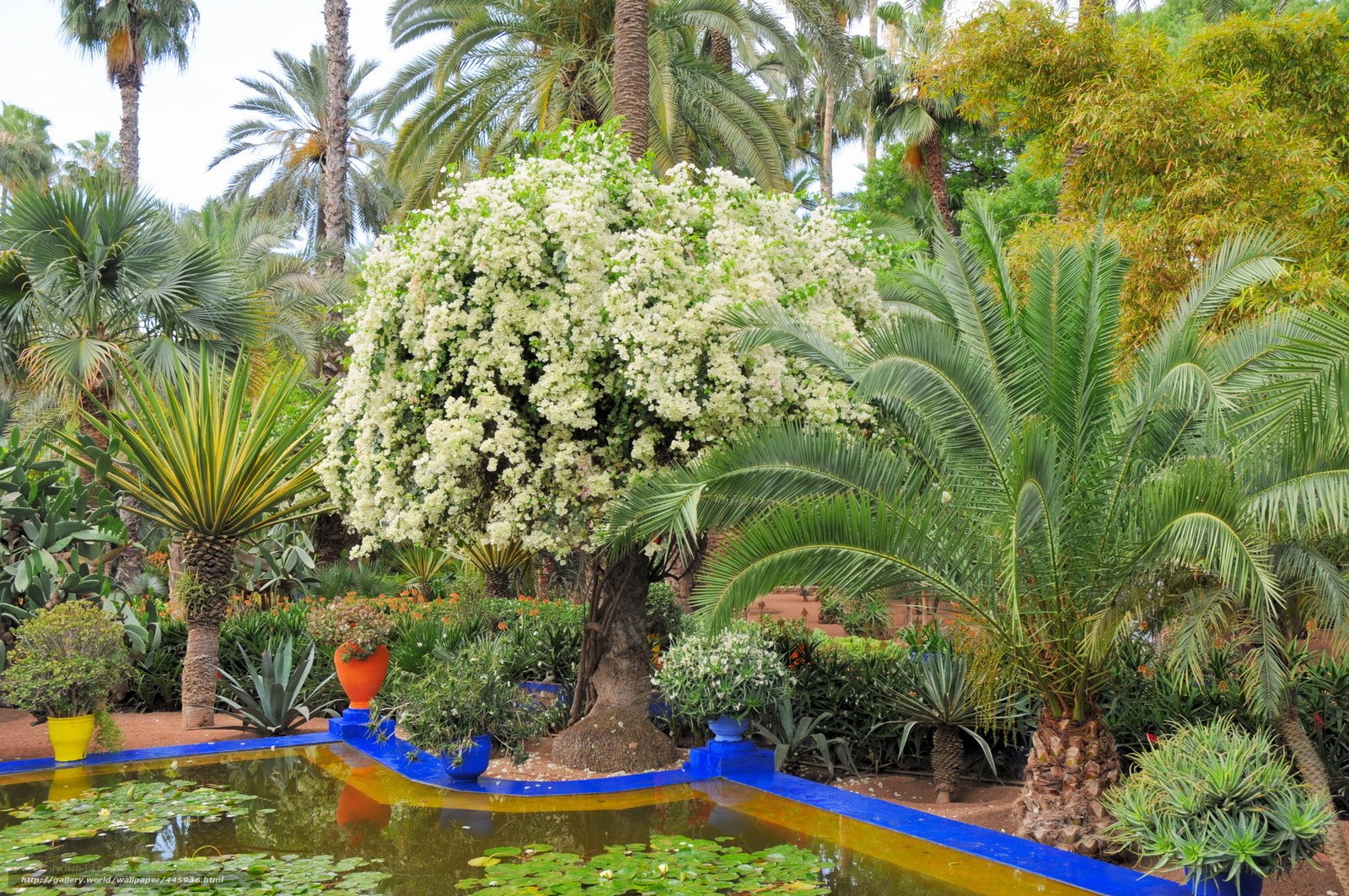 tropical garden with pond