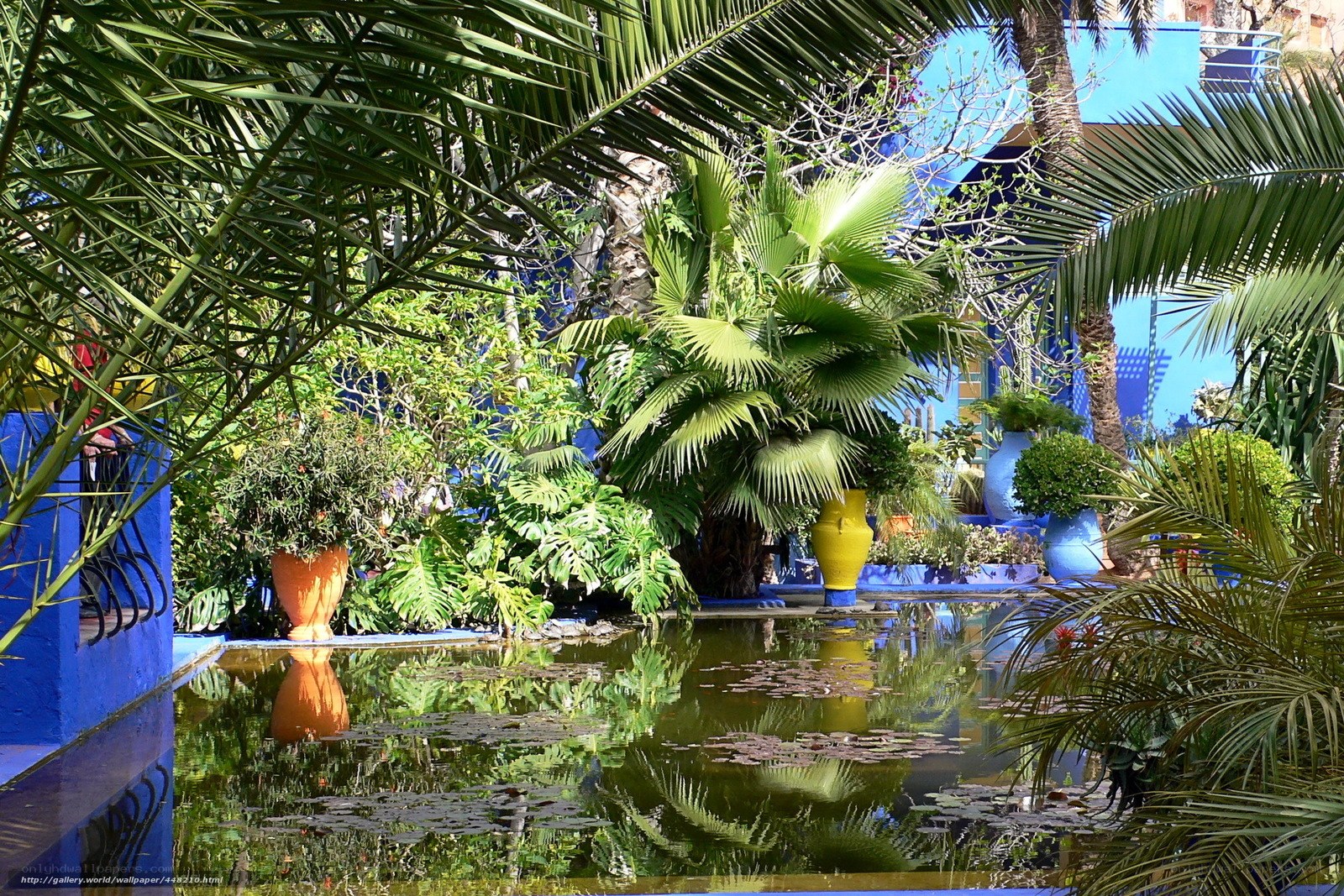 tropical garden with pond